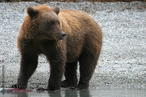 grizzly bear standing next to an alaskan lake