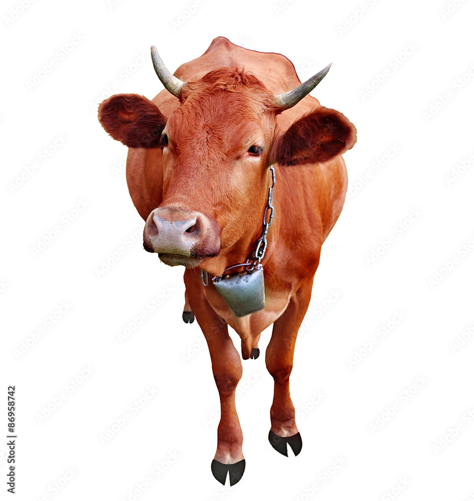 Cow isolated on white background Cow isolated on white background