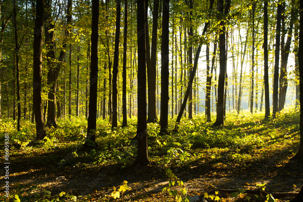 forest forest