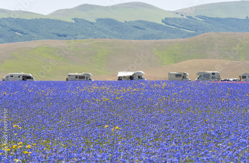 Fototapeta Naklejka Na Ścianę i Meble -  Lavender field in Italy