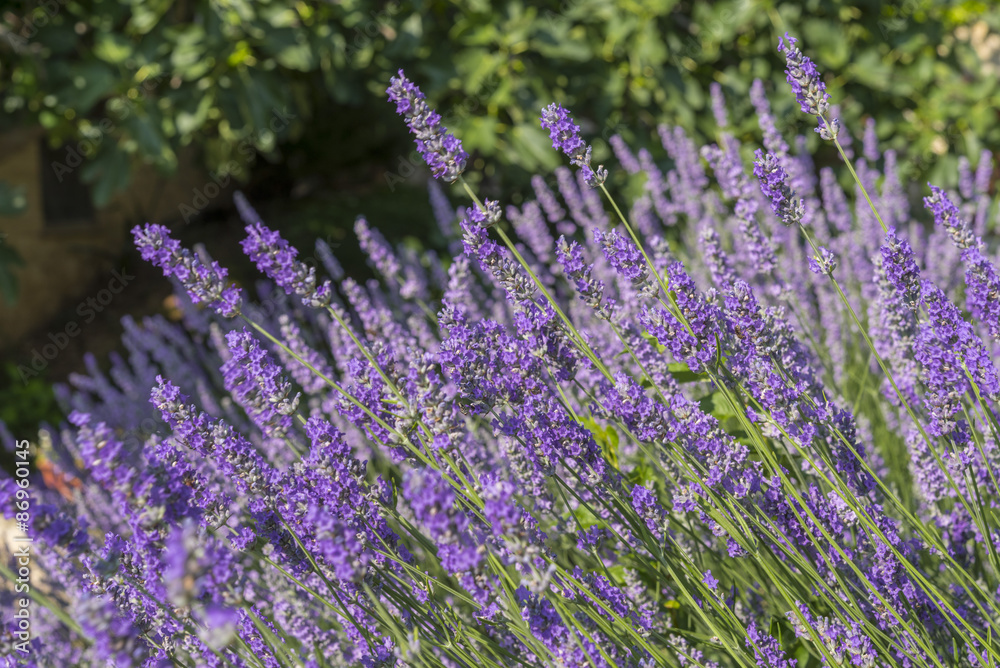 Fototapeta premium Lavender field in Italy