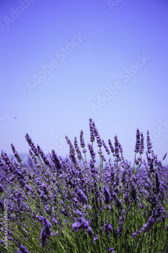 fields of blooming lavender flowers (Provence, France)