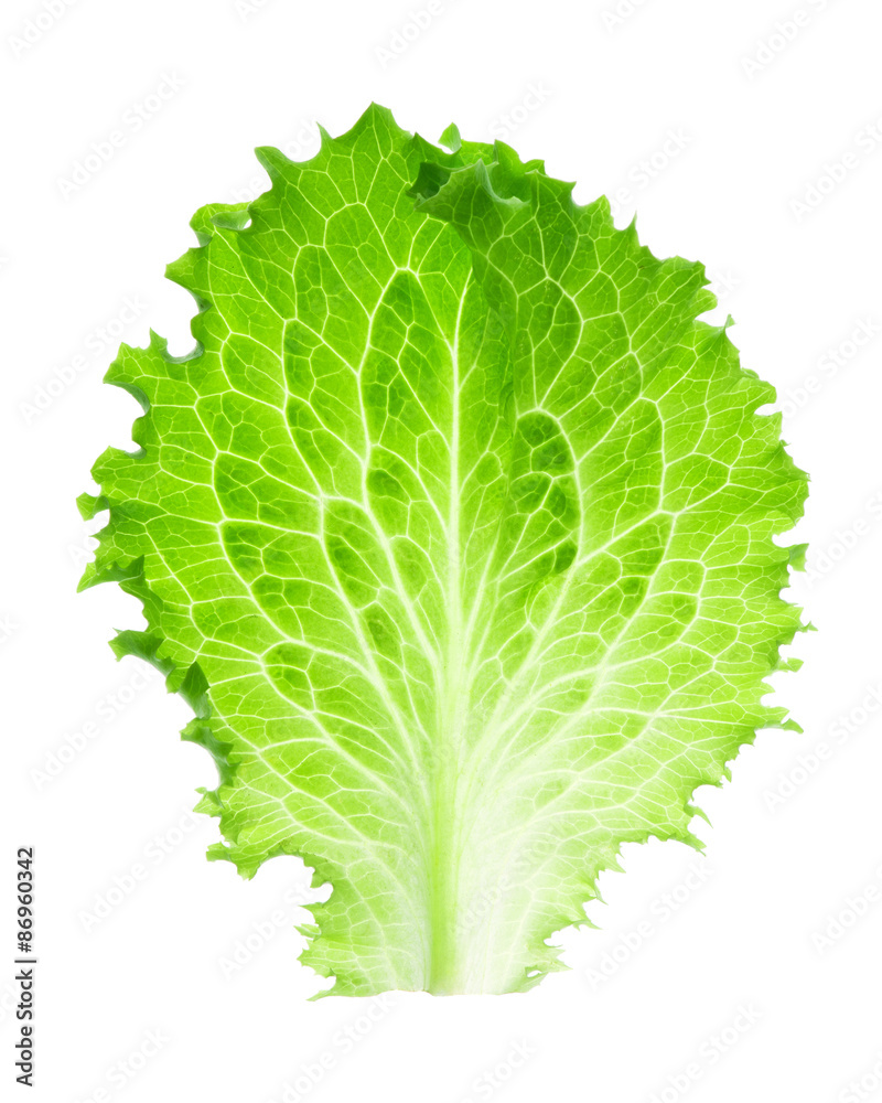 Fresh lettuce leaf Fresh lettuce leaf