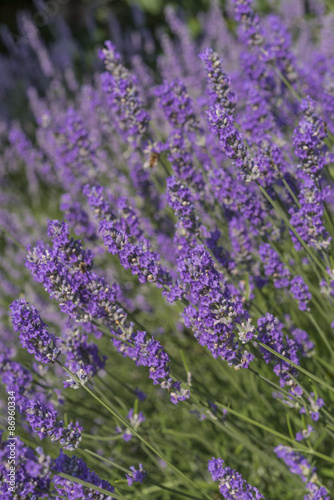 Lavender field in Italy