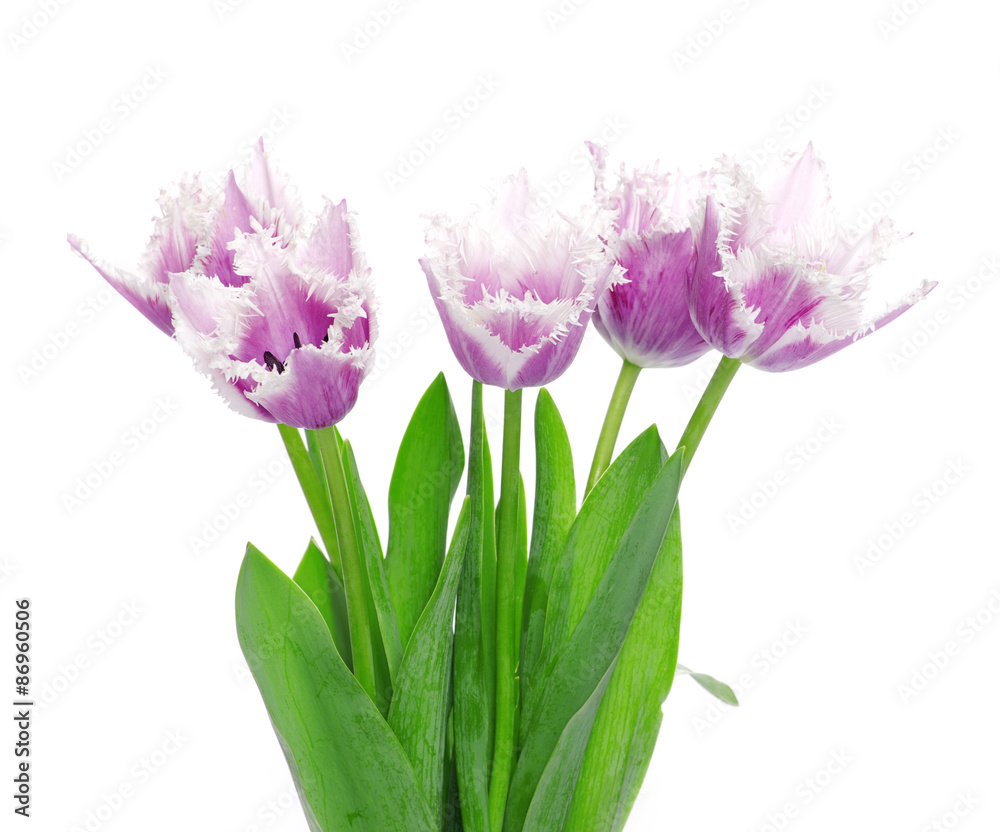 Fototapeta premium tulips