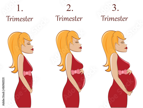 Pregnant woman-first,second and third trimester