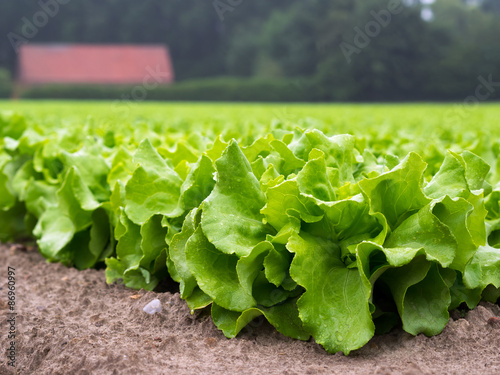 Salat - Gemüse - Gemüseanbau - Landwirtschaft photo