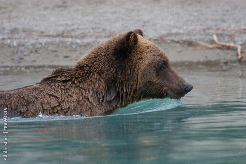 close up of grizzly bear fishing in an alaskan lake close up of grizzly bear fishing in an alaskan lake