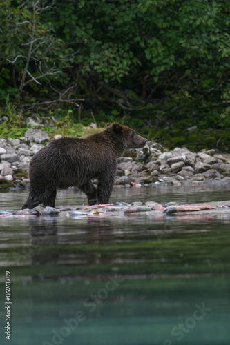 grizzly bear fishing in an alaskan lake