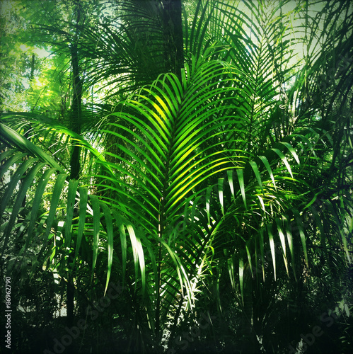 Jungle greenery