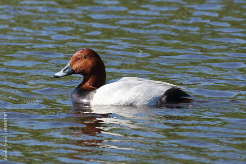 Tafelente im Wasser 2 photo