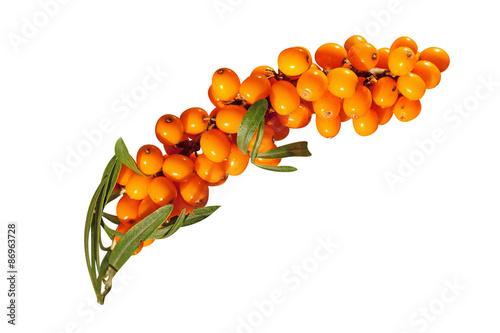 Sea-buckthorn berries on a white