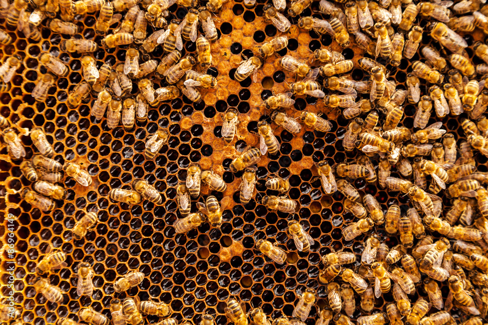 Bees on honeycomb Bees on honeycomb