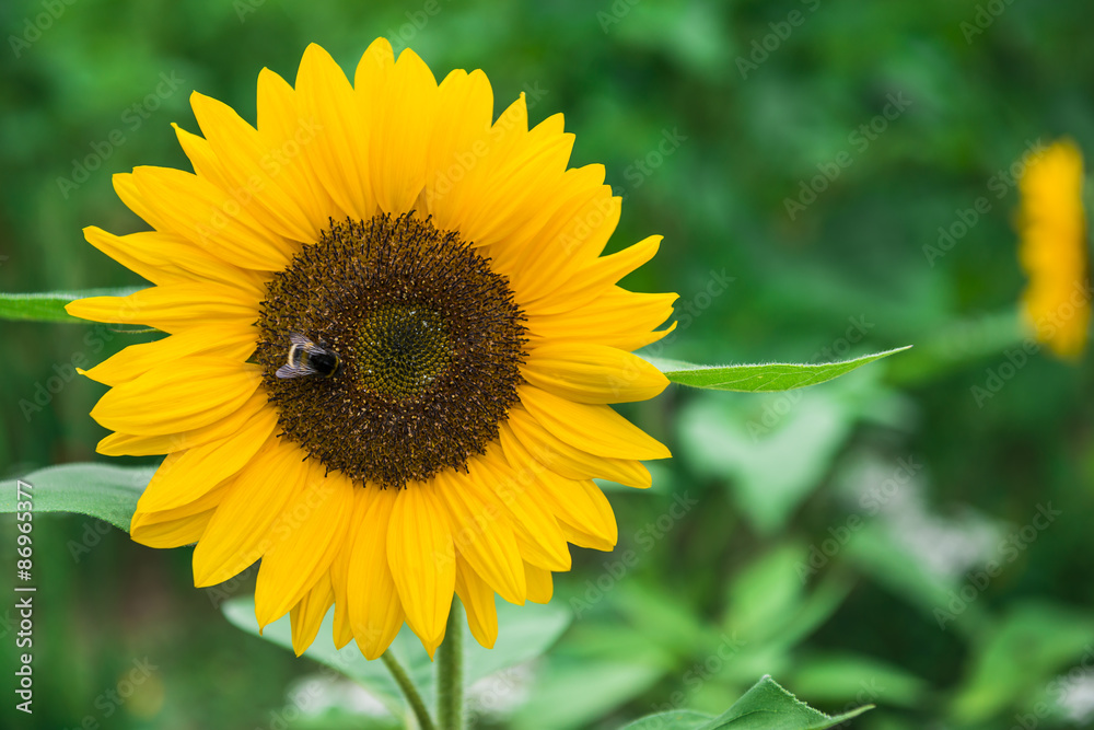 Sonnenblume mit Hummel