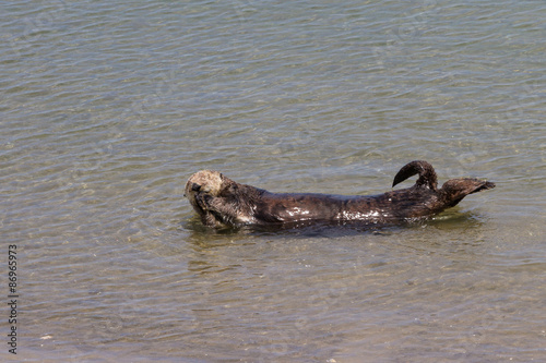 Sea otter - Enhydra lutris