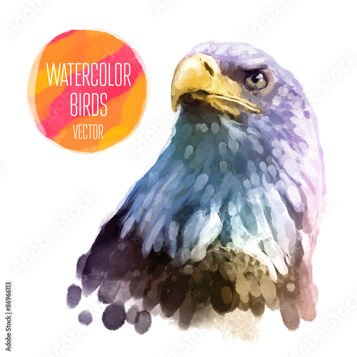 Vector watercolor style  illustration of bird.