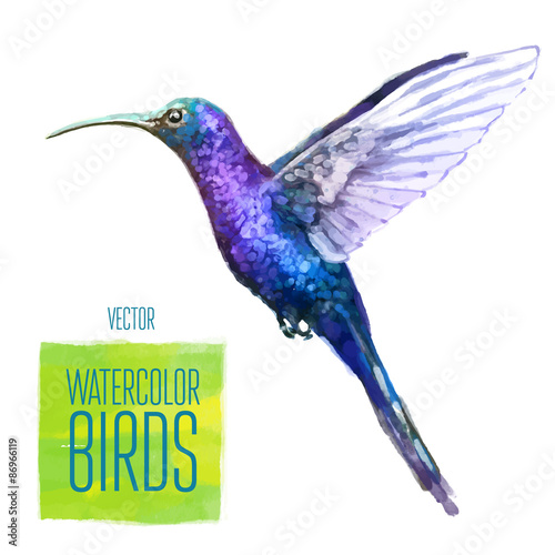 Vector watercolor style  illustration of bird.