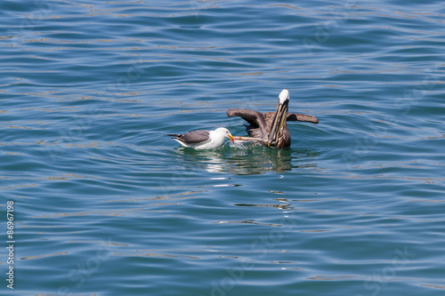 Pelican vas sea gull