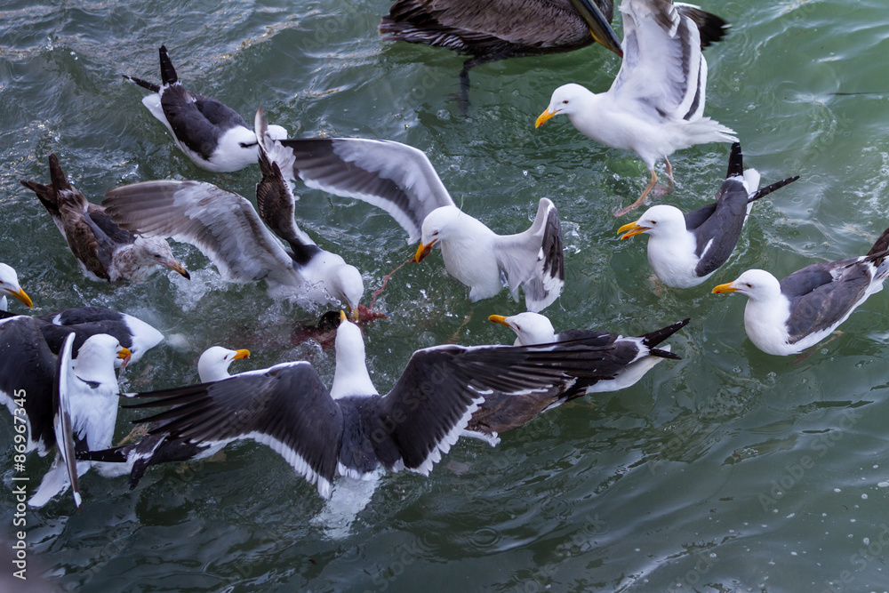 Obraz premium Sea gulls