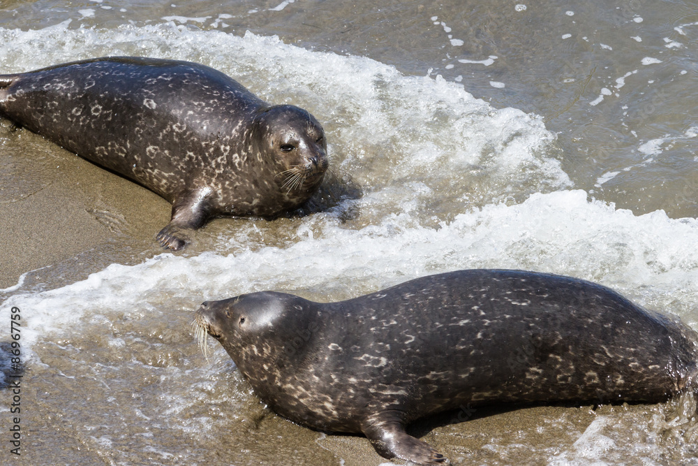 Obraz premium earless seal