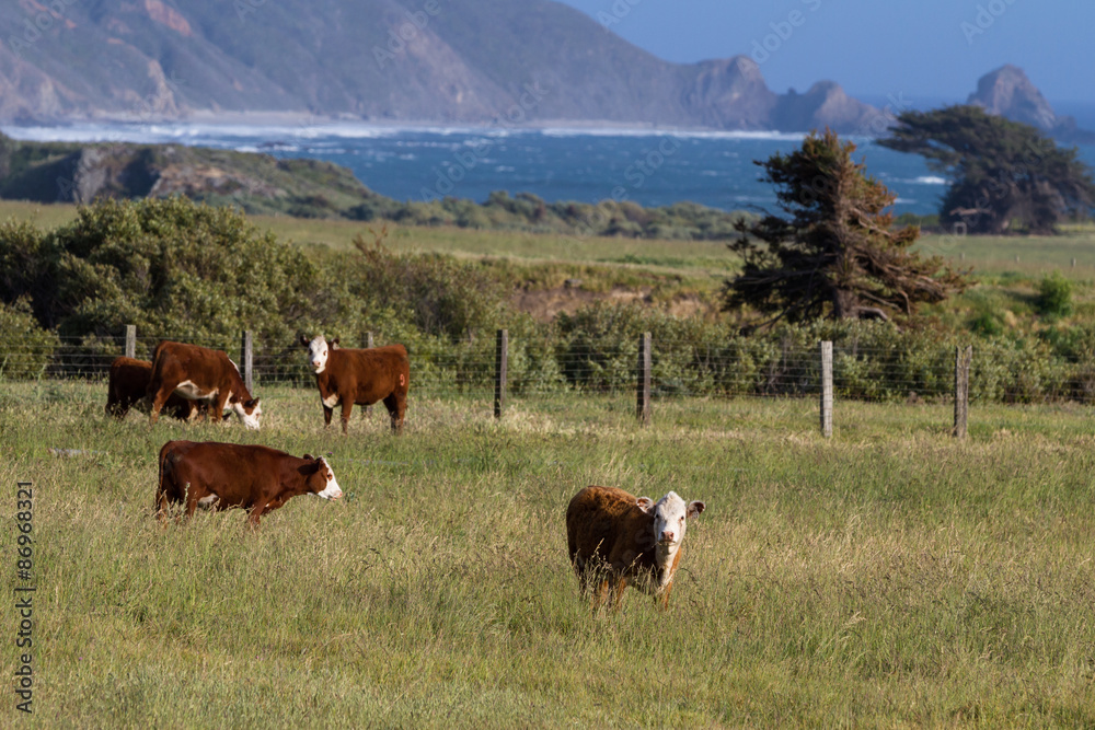 Fototapeta premium California cows