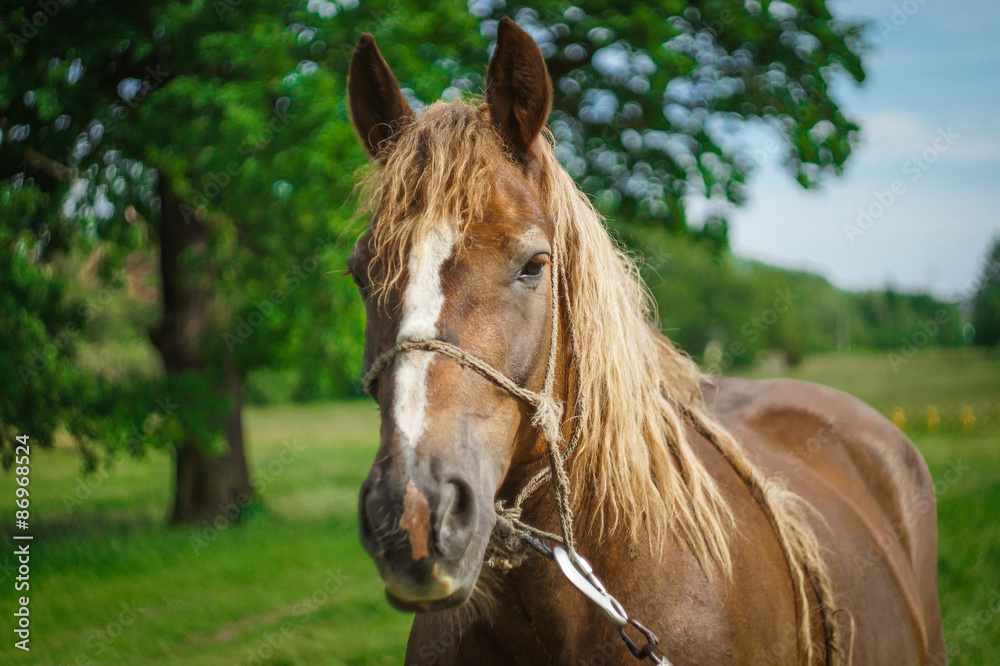 Naklejka premium Koń na uprzęży.