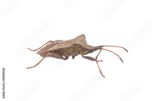 Dock Bug on a white background