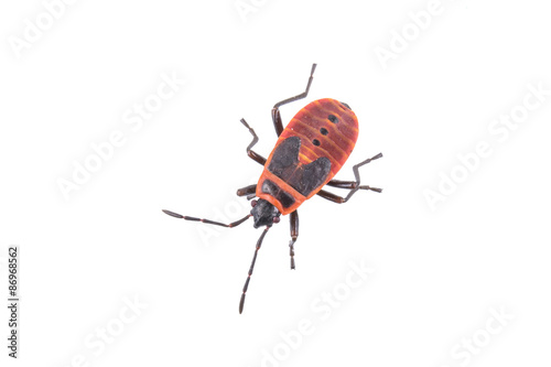 Firebug on white background