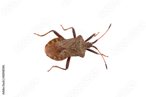 Dock Bug on a white background