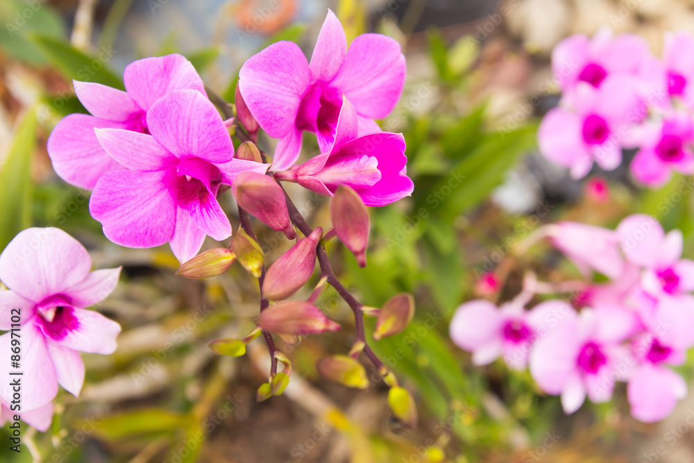 pink bougainvillea flowers in summer outdoor