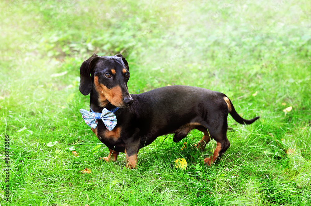 Black and tan miniature Dachshund, purebred dog in bow tie, outdoors, selective focus