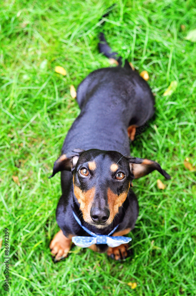 Black and tan miniature Dachshund, purebred dog in bow tie, outdoors, selective focus Black and tan miniature Dachshund, purebred dog in bow tie, outdoors, selective focus