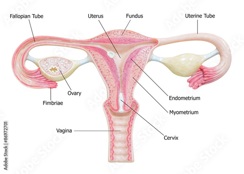 Vászonkép Female reproductive system with image diagram