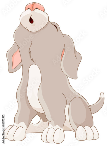 Cute Puppy