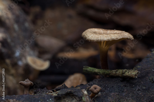 Wild mushrooms on the forest ground.