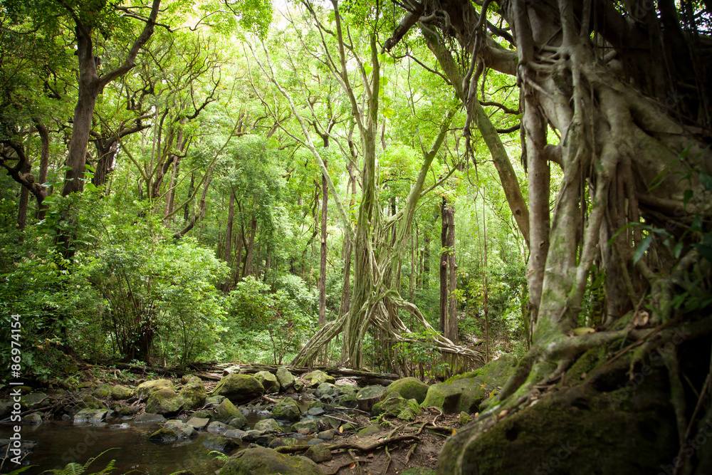 Fototapeta premium Canopy Filtered Sunlight in Rainforest