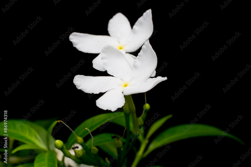 Beautiful background of white flowers with yellow stamens small. Beautiful background of white flowers with yellow stamens small.