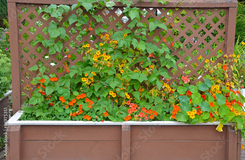 Bilde på lerret Nasturtiums growing on trellis