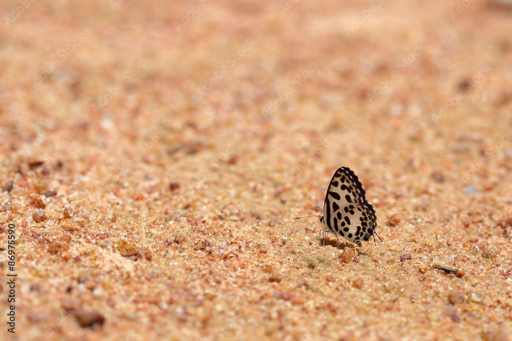 Common Pierrot (Castalius rosimon) butterfly Common Pierrot (Castalius rosimon) butterfly