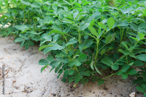 peanut plant in farm sandy soil cultivated area