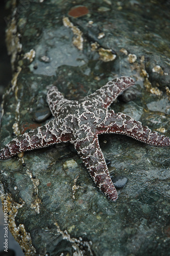 Starfish on a Rock