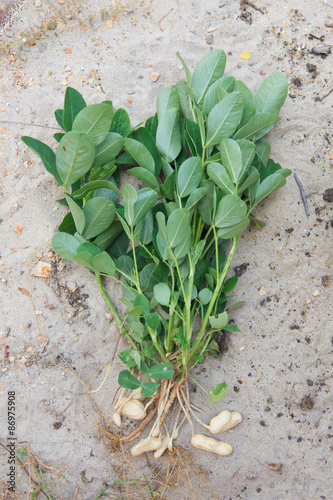 whole peanut plant on sandy soil background in farm