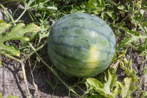 organic watermelon on a bed in the garden ready for harvesting