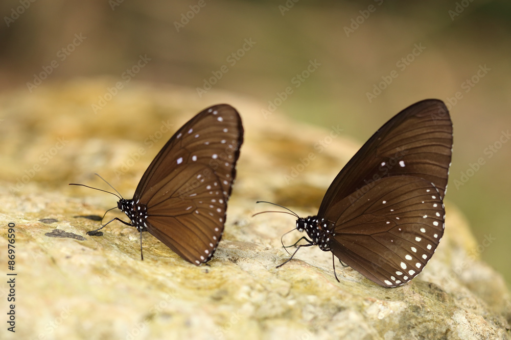 Fototapeta premium Common Indian Crow butterfly (Euploea core Lucus)