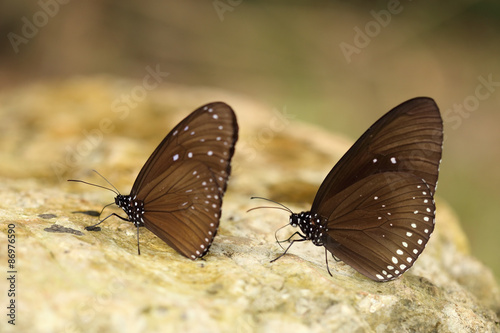 Common Indian Crow butterfly (Euploea core Lucus) photo