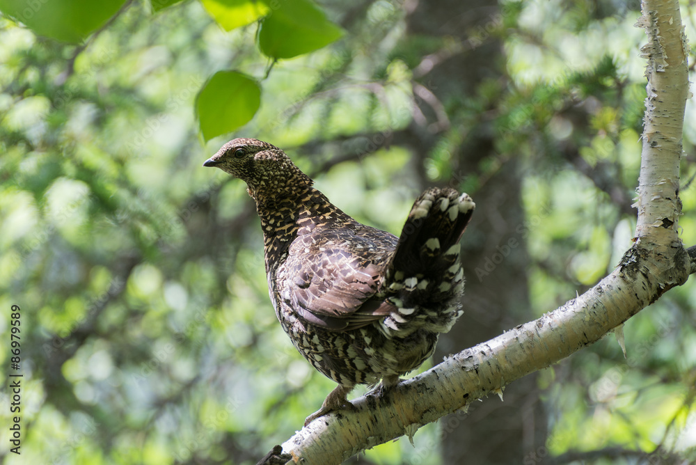 Spruce grouse or Canada grouse (Falcipennis falcipennis ). Far East Russian  ridge Miao Chan.