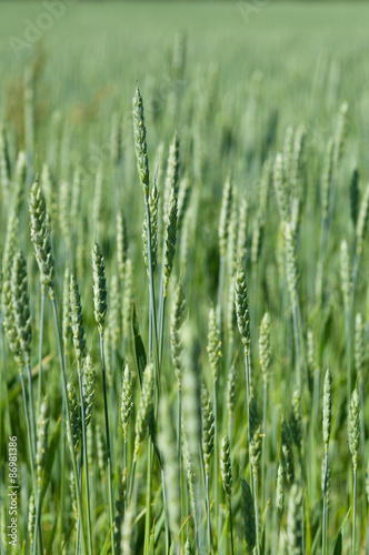 Green wheat field vertical view background