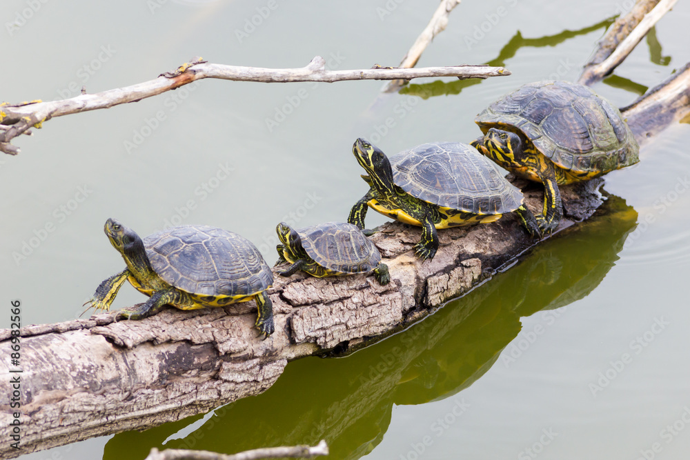 Freshwater turtles Freshwater turtles