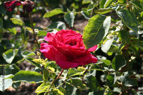 Photos Rosa Erotika
