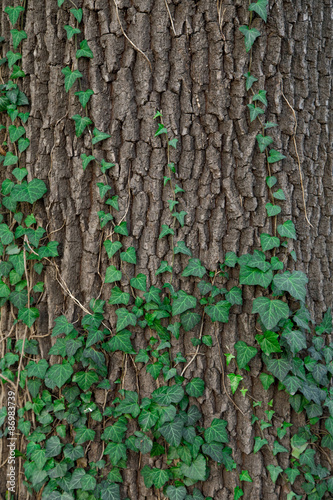 Ivy on Tree. Close up Texture.